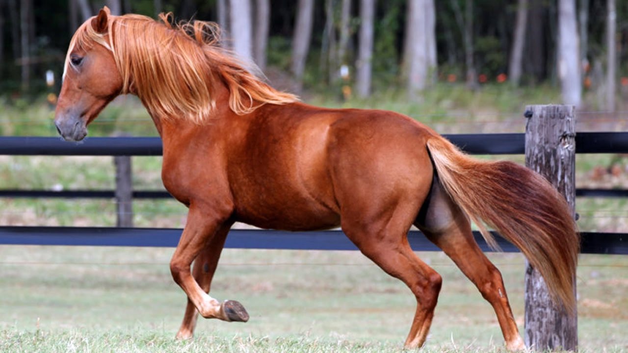 Baise Horse,